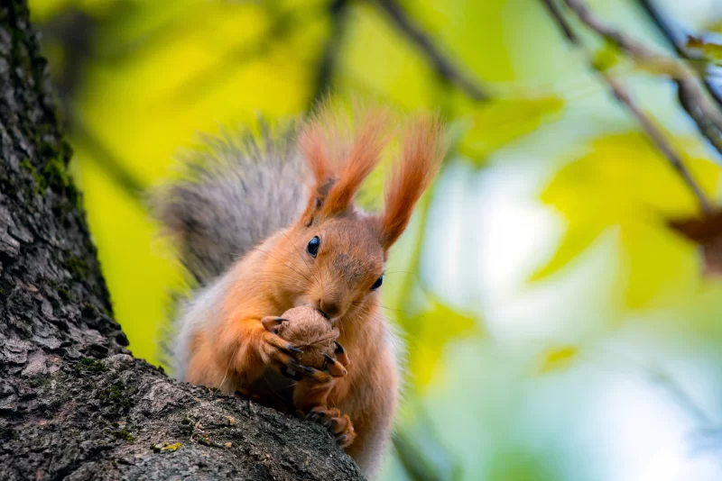 Рыжий белка на ветке дерева