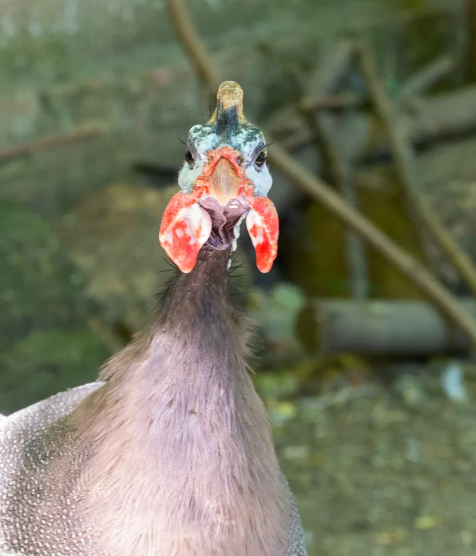 Крупный план головы цесарки с яркими красными наростами