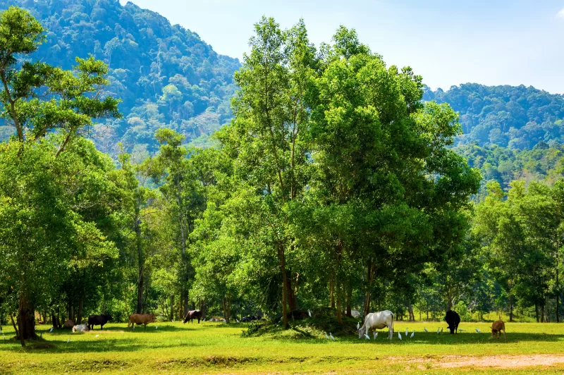Коровы пасутся на зеленом лугу с лесистыми холмами
