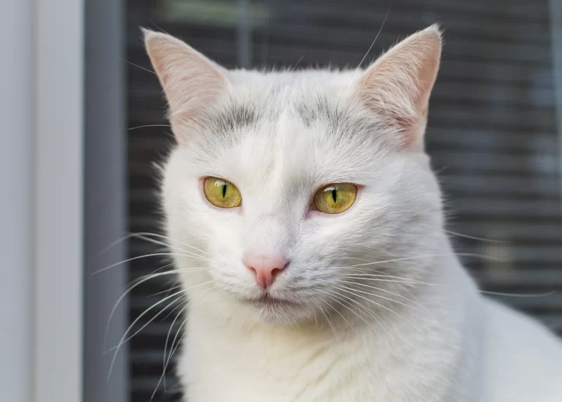 Портрет белоснежного кота с изумрудными глазами