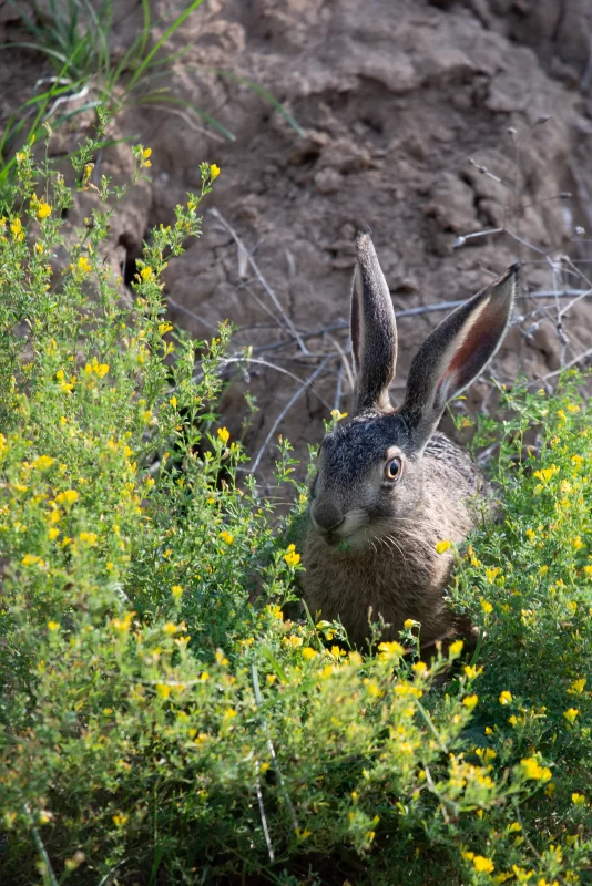 Заяц прячется в полевых цветах