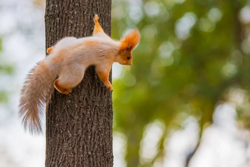 Белка на дереве: осенний портрет