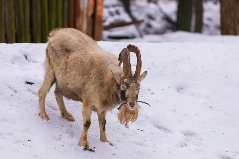 Коза в зимнем пейзаже