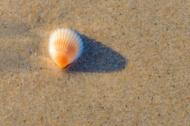 Морская ракушка на песке: тонкая детализация и мягкий свет