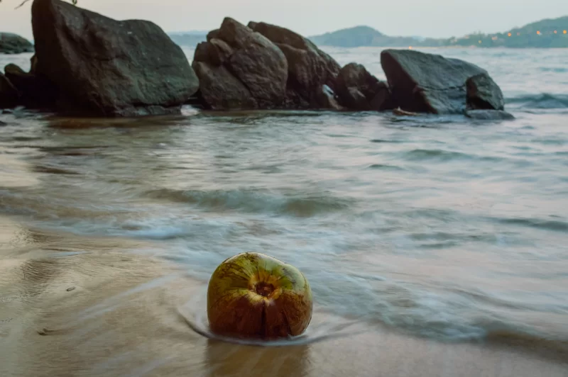 Зелёный кокос на пляже в сумерках