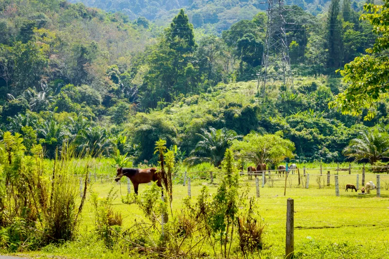 Лошадь пасется в зелёном поле