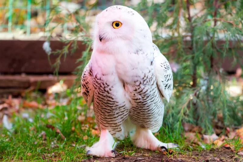 Белая сова с желтыми глазами на фоне природы