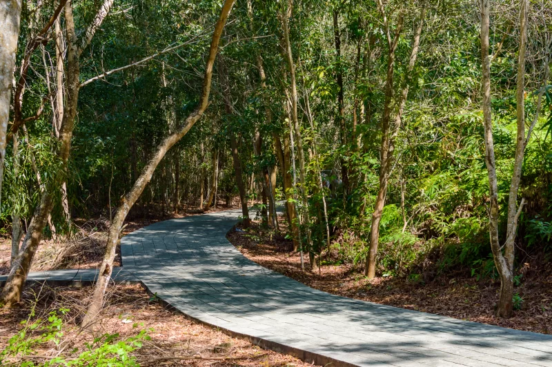 Изогнутая деревянная тропа через густой лес