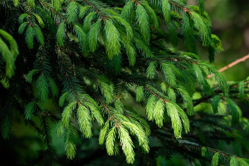 Еловая ветка