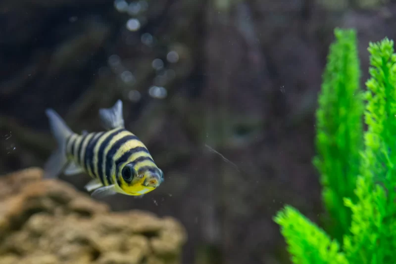 Полосатая рыбка в аквариуме среди зелени и камней