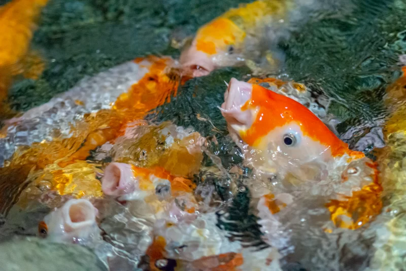 Vibrant koi fish eagerly drinking water, close-up
