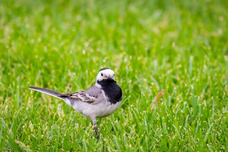 Маленькая белая трясогузка на фоне сочной зеленой травы