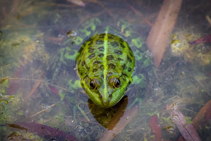 Лягушка наблюдает из болота