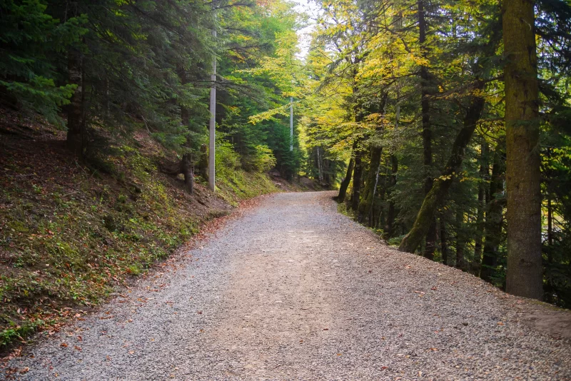 Гравийная дорога через лес Гузерипле