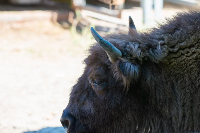 Крупный план головы бизона