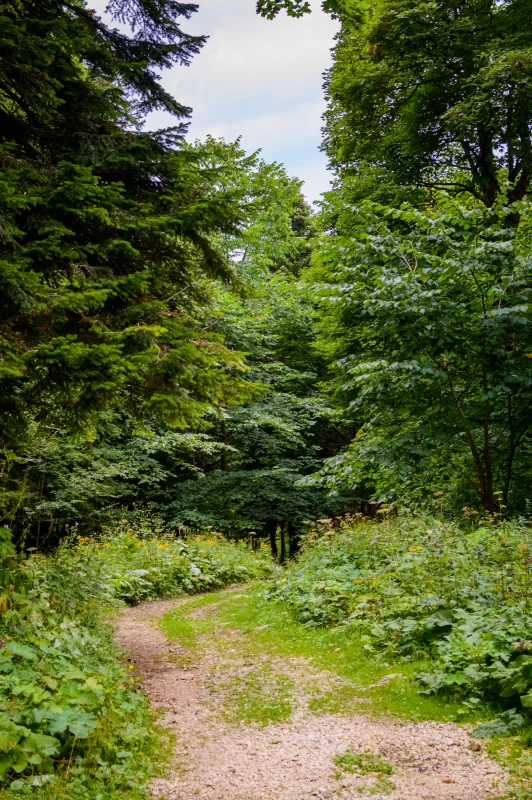 Тропа в летнем лесу: Путь через зелень