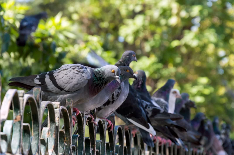 Flock of pigeons sitting on a fence in a park