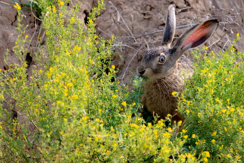 Hare in Wildflowers
