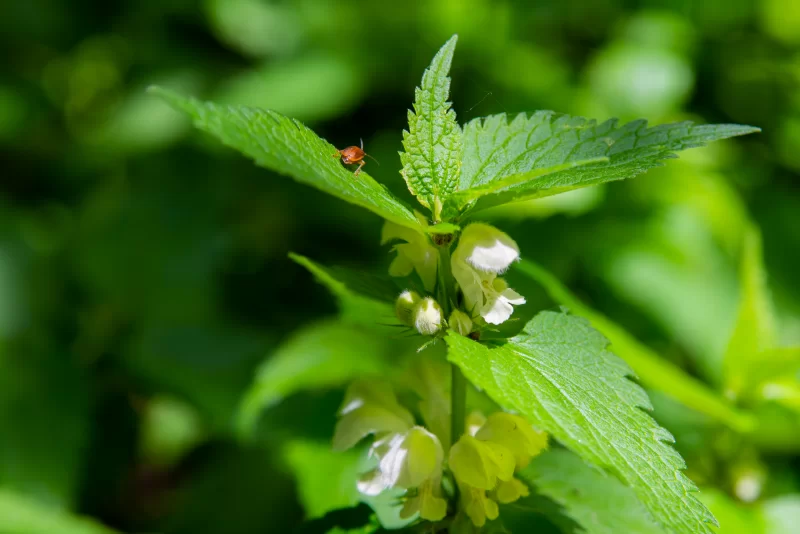 Белая крапива, или яснотка белая, или яснотка белая, цветущая