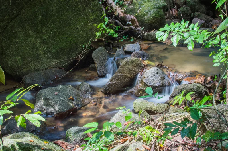 Серенное джунглирование: поток через мховые скалы