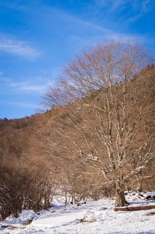 Winter forest: snowy landscape with a tree