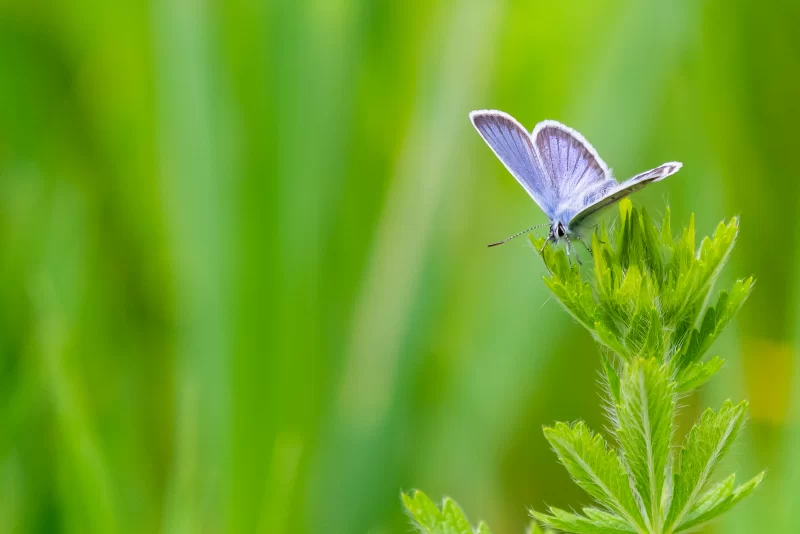 Бабочка на стебле травы