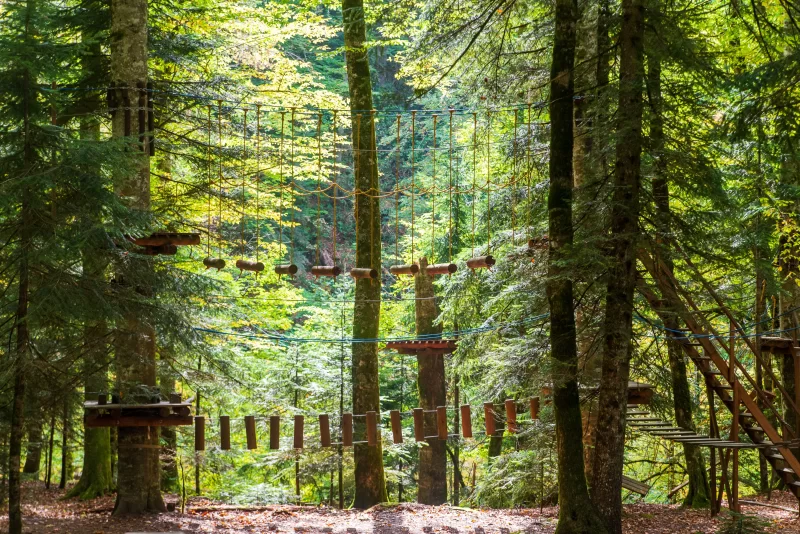 Forest Rope Park Adventure