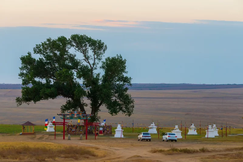 Священное дерево в Калмыкии на закате