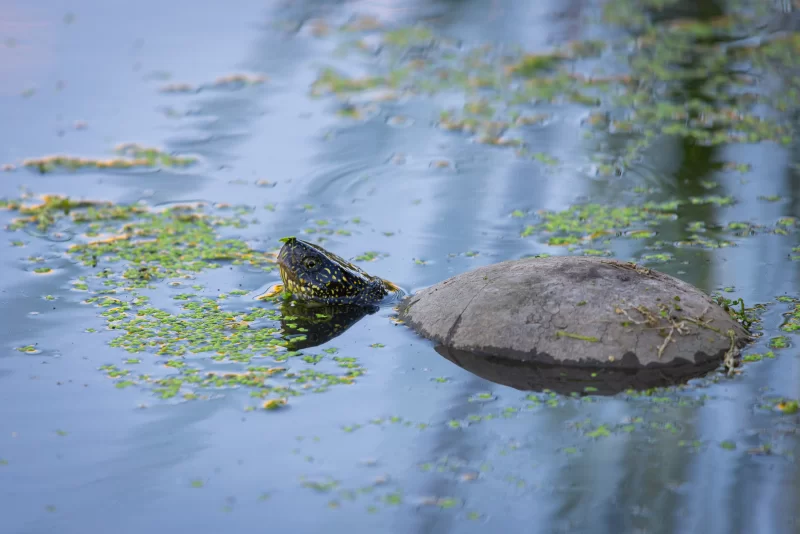 Черепаха в пруду с ряской
