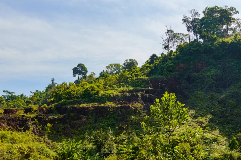Зеленый холм с густой растительностью и ясным небом
