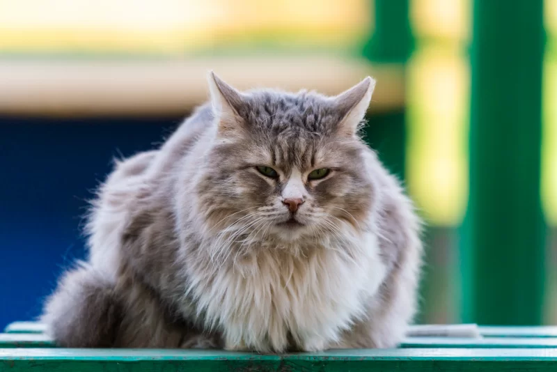 Пушистый серый кот с зелеными глазами сидит на скамейке