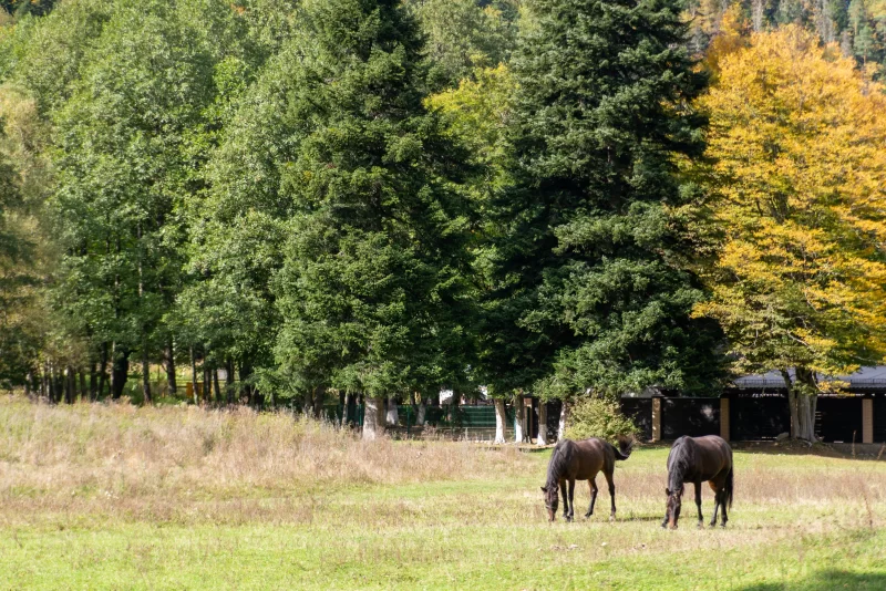 Лошади пасутся на осеннем поле в Адыгее