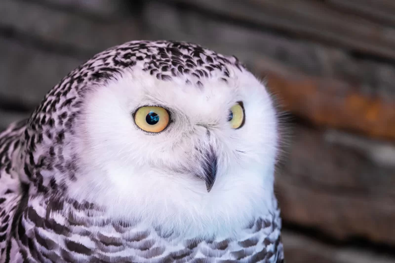 Крупный план полярной совы с пронзительными желтыми глазами