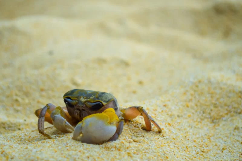 Краб на песчаном пляже