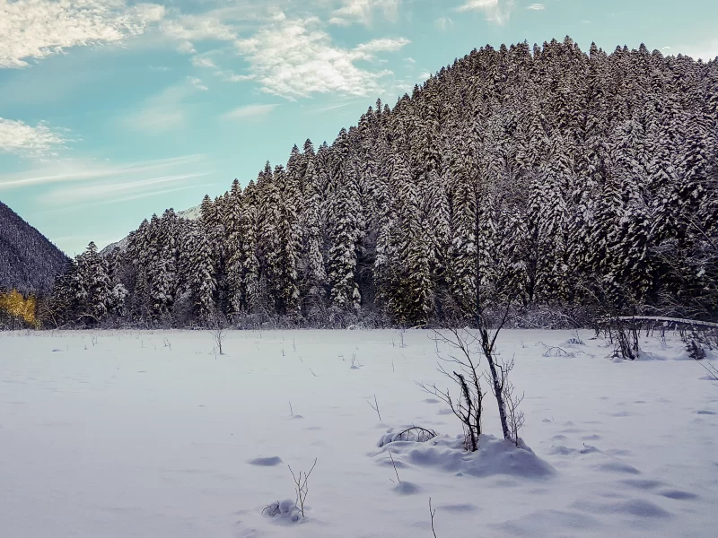 Зимний пейзаж с снежными елями и лесом
