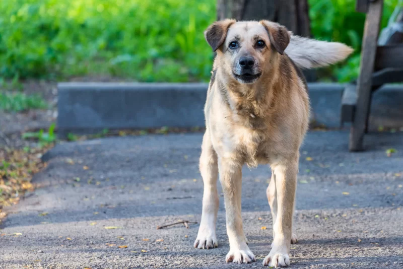 Одинокий пес с добрыми глазами на улице