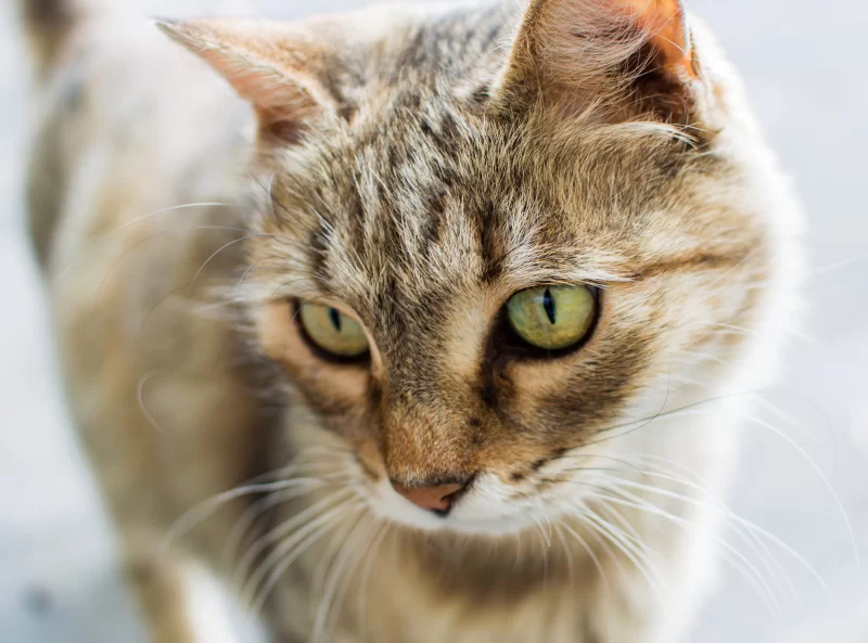 Portrait of a cat with emerald eyes