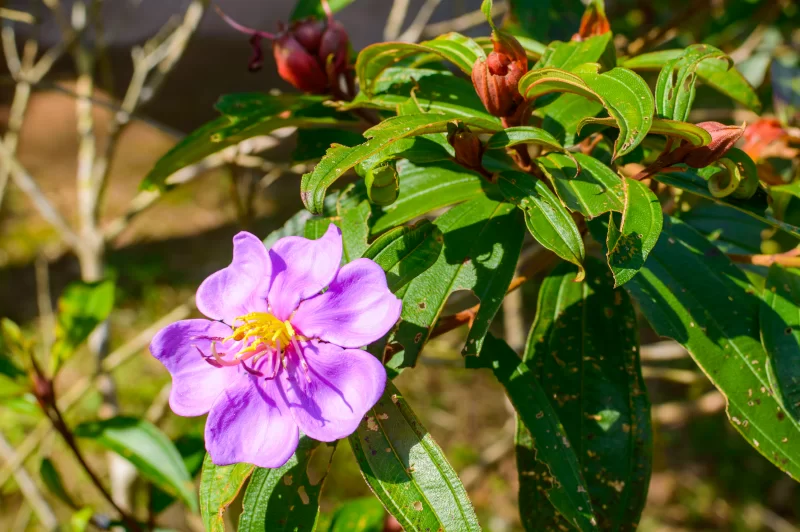 Фиолетовый цветок с жёлтым центром