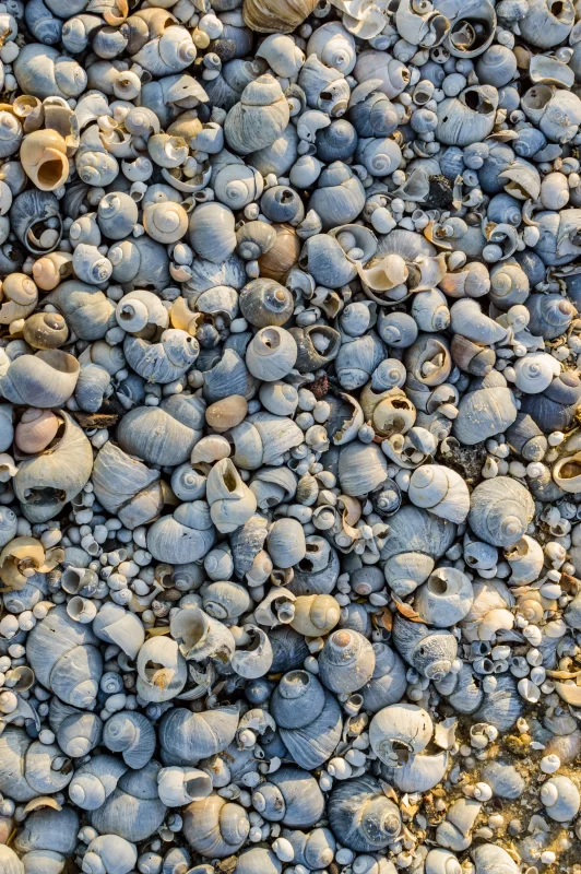 Текстура речной ракушки