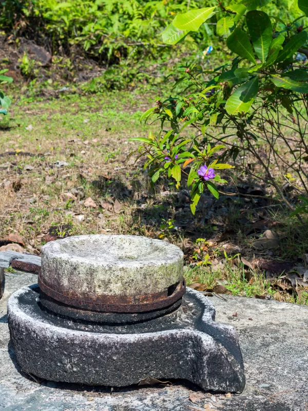 Старинный каменный мельничный жернов в тропическом саду