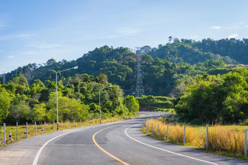 Кривая дорога через густой зелёный лес