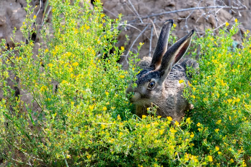 Заяц в цветущем кустарнике