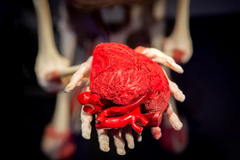 Выставка анатомии человека Гюнтера фон Хагенса