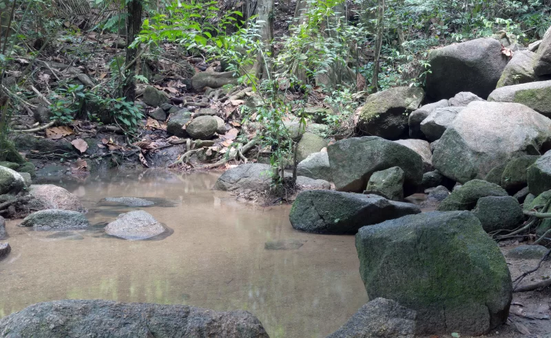 Река в джунглях с лишайником на камнях