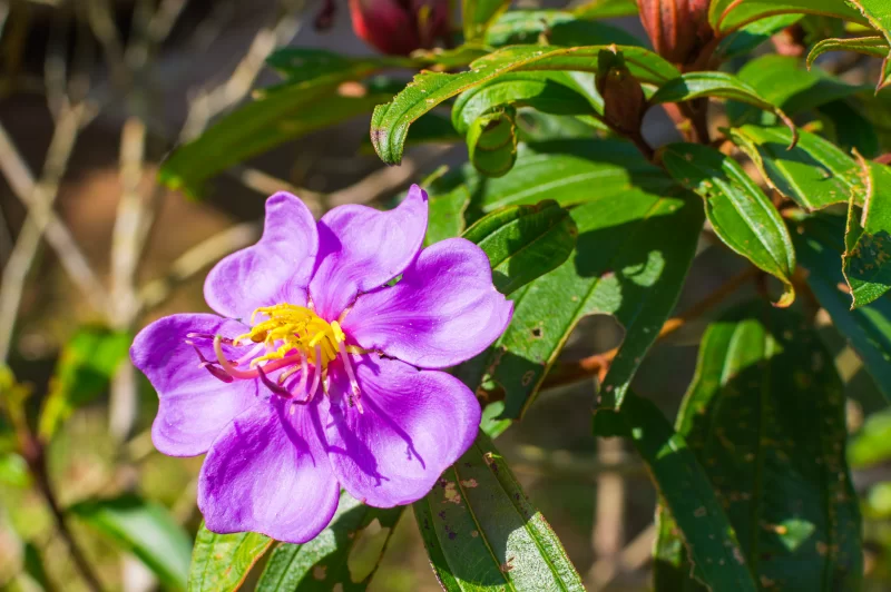 Яркий фиолетовый цветок с желтым центром