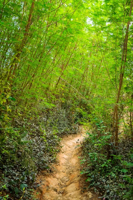 Путь через густой зелёный бамбуковый лес