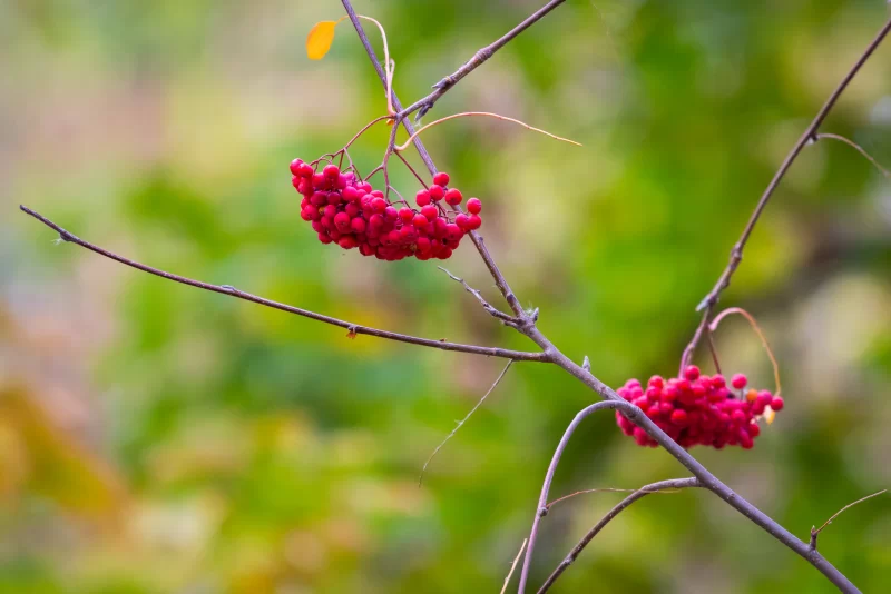 Красные ягоды рябины на ветке дерева осенью
