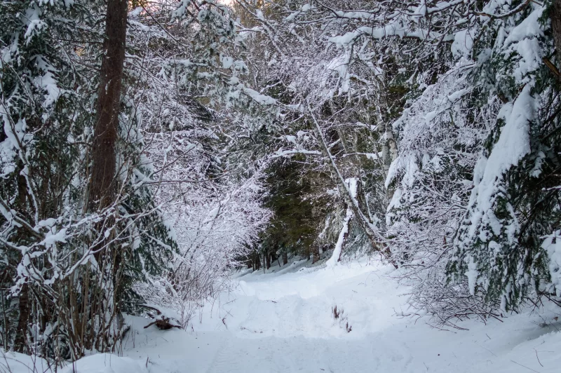 Зимняя тропа в заснеженном лесу