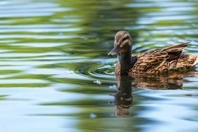 Утка на зеркальной глади озера, отражение в воде, природная красота