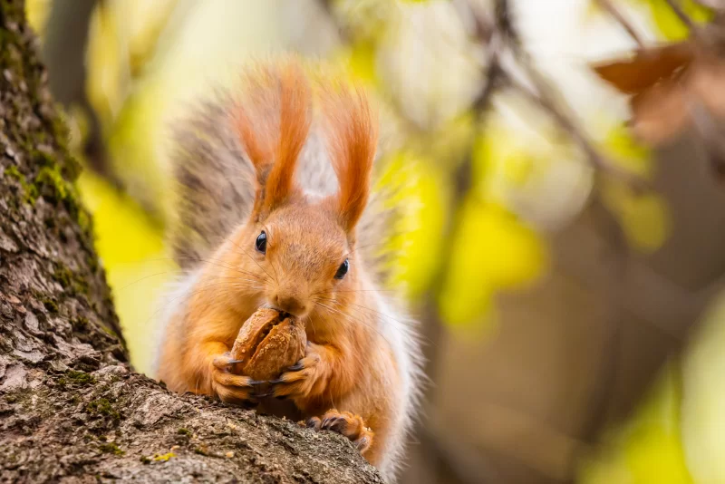 Рыжая белка ест орех на дереве
